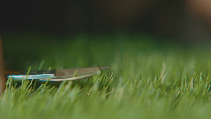 LASS DIE KUH IM DORF.